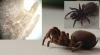 Atypus piceus